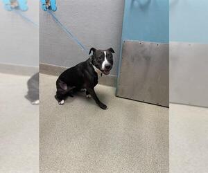 American Pit Bull Terrier-Unknown Mix Dogs for adoption in Las Vegas, NV, USA