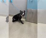 Small American Pit Bull Terrier Mix