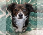 Small #2 Papillon Mix