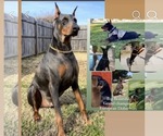 Small #3 Doberman Pinscher