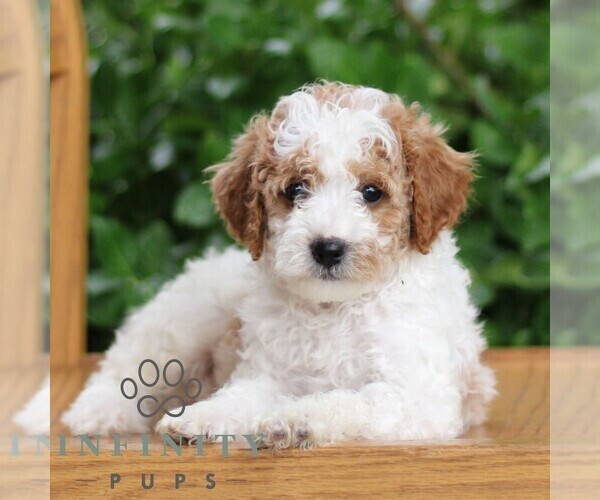 Medium Photo #6 Goldendoodle (Miniature) Puppy For Sale in EPHRATA, PA, USA