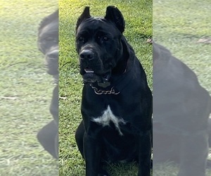 Mother of the Cane Corso puppies born on 12/29/2024