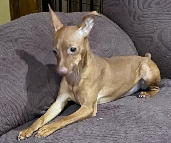 Medium Photo #1 Miniature Pinscher Puppy For Sale in HIGHLAND, IN, USA