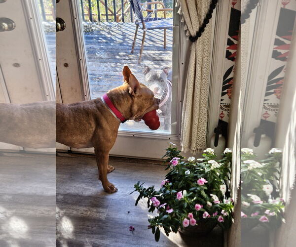 Medium Photo #4 American Pit Bull Terrier-Unknown Mix Puppy For Sale in Aurora, CO, USA