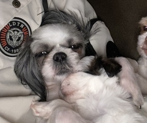 Mother of the Shih Tzu puppies born on 06/02/2025
