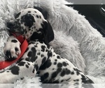 Small Photo #2 Dalmatian Puppy For Sale in LANCASTER, CA, USA