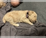Small Photo #7 Aussiedoodle Puppy For Sale in HARTSVILLE, SC, USA