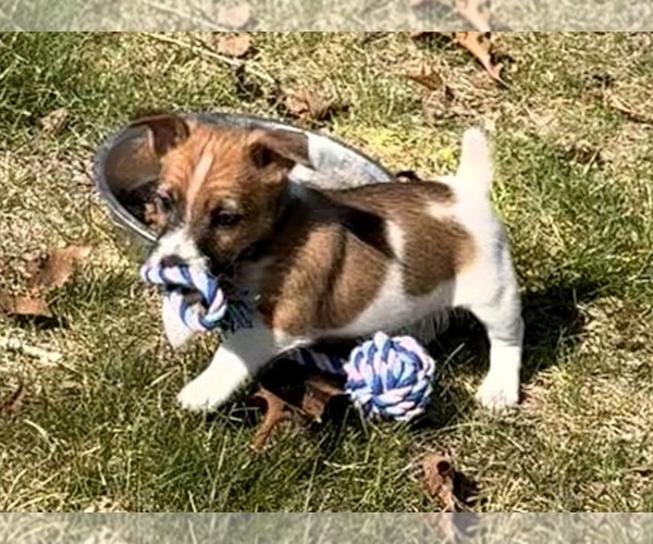Medium Photo #15 Jack Russell Terrier Puppy For Sale in FREEMAN, MO, USA