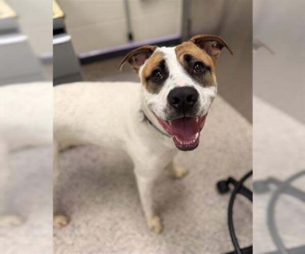 Medium Photo #1 Mutt Puppy For Sale in Brighton, CO, USA