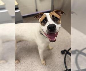 Mutt Dogs for adoption in Brighton, CO, USA