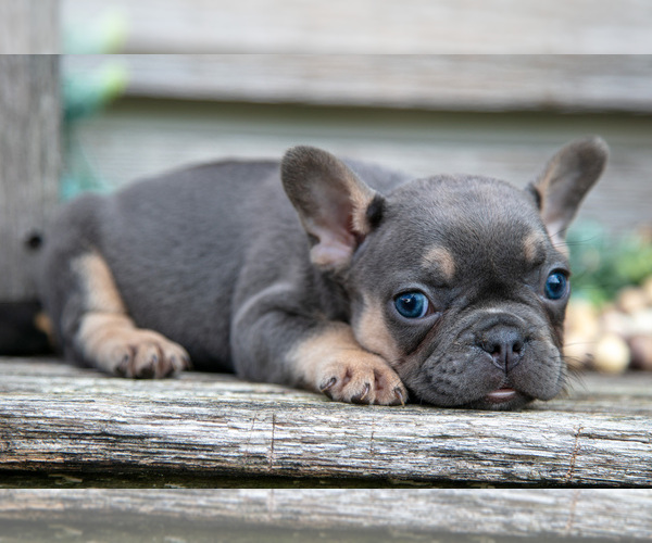 Medium Photo #25 French Bulldog Puppy For Sale in BALTIC, OH, USA