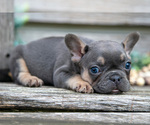 Small Photo #25 French Bulldog Puppy For Sale in BALTIC, OH, USA