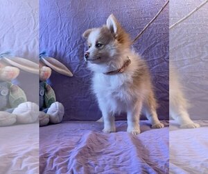 Pomeranian-Unknown Mix Dogs for adoption in HOPKINSVILLE/PRINCETON, KY, NH, USA