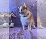 Small Photo #1 Pomeranian-Unknown Mix Puppy For Sale in HOPKINSVILLE/PRINCETON, KY, NH, USA