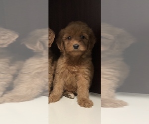 Goldendoodle-Unknown Mix Puppy for sale in COOLVILLE, OH, USA