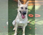 Small #1 Huskies -white german shepherd Mix