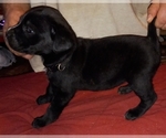 Small Photo #11 Cane Corso Puppy For Sale in GRENVILLE, NM, USA