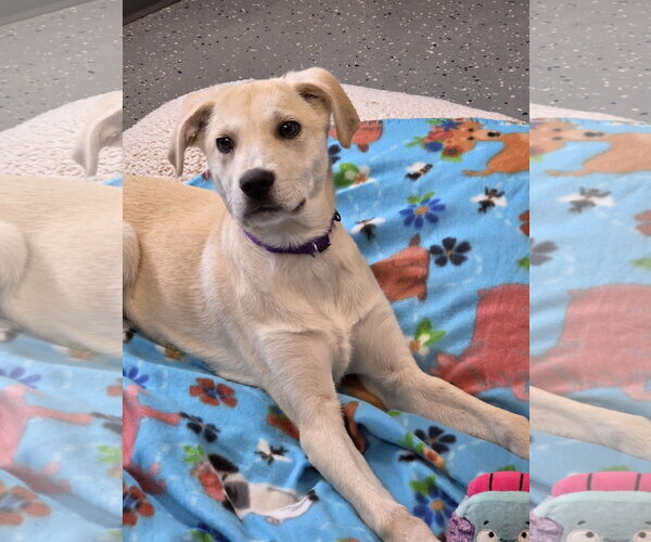 Medium Photo #2 Labrador Retriever-Unknown Mix Puppy For Sale in Greenville, IL, USA