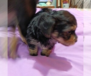 Dorkie Puppy for Sale in JOHNSTOWN, Pennsylvania USA