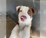 Small #1 American Pit Bull Terrier-Labrador Retriever Mix