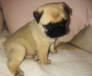 Pug Puppy for sale in FOSTER, RI, USA