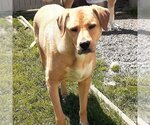 Small #4 Labrador Retriever Mix