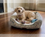 Small Poodle (Miniature) Mix