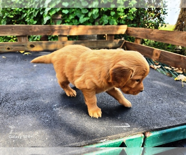 Medium Photo #6 Golden Retriever Puppy For Sale in LEON, KS, USA