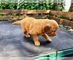 Small #5 Golden Retriever