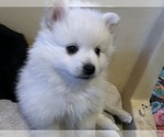 Puppy Snowball Pomimo