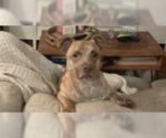 Small #4 Mutt