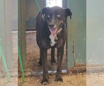 Small #1 Labrador Retriever Mix
