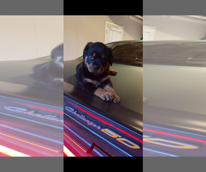 Rottweiler Puppy for sale in SNELLVILLE, GA, USA