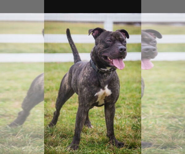 Medium Photo #15 American Pit Bull Terrier-Unknown Mix Puppy For Sale in Germantown, OH, USA