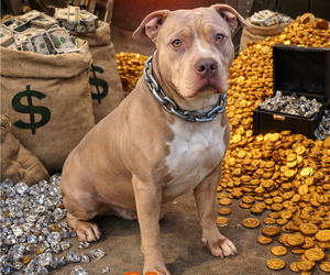 Mother of the American Bully puppies born on 03/16/2026