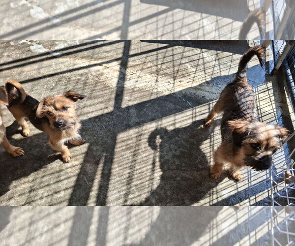 Medium Photo #4 Mutt Puppy For Sale in Sebec, ME, USA