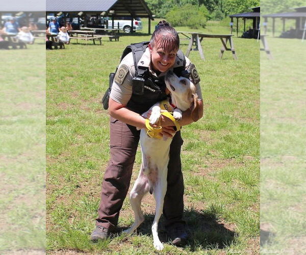 Medium Photo #2 Beagle-Unknown Mix Puppy For Sale in Bedford, VA, USA