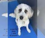 Small Poodle (Standard) Mix