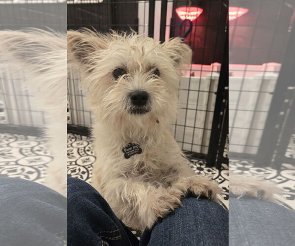 Medium Photo #1 Cairn Terrier-Unknown Mix Puppy For Sale in Milwaukie, OR, USA