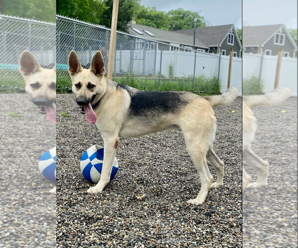 Medium Photo #8 German Shepherd Dog-Unknown Mix Puppy For Sale in Rockaway, NJ, USA