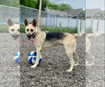 Small #7 German Shepherd Dog Mix