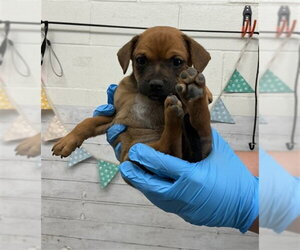 Boxador Dogs for adoption in San Bernardino, CA, USA