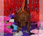Small #7 Poodle (Standard)