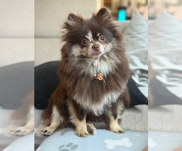 Medium Photo #1 Pomeranian Puppy For Sale in OAKWOOD, GA, USA