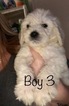 Small Photo #86 Goldendoodle Puppy For Sale in VACAVILLE, CA, USA