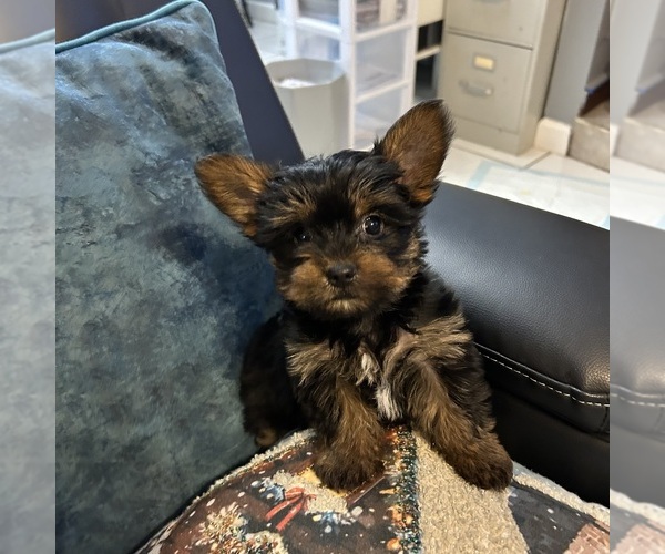 Medium Photo #6 Yorkshire Terrier Puppy For Sale in BRIDGETON, NJ, USA