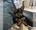 Small #4 Yorkshire Terrier