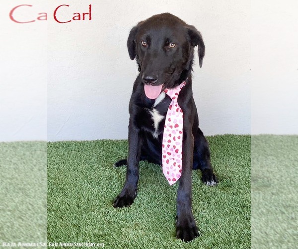 Medium Photo #4 Mutt Puppy For Sale in San Diego, CA, USA