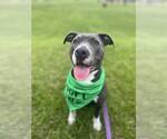 Small #12 American Pit Bull Terrier-American Staffordshire Terrier Mix