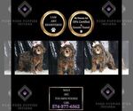 Small Photo #100 Poodle (Toy) Puppy For Sale in WARSAW, IN, USA